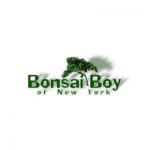 19% Off Hawaiian Umbrella Bonsai Tree